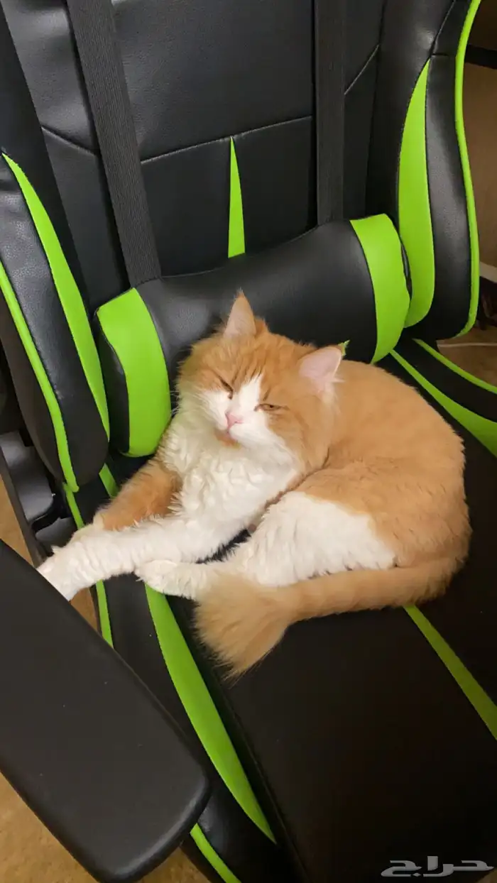 قطة شيرازي امريكي انثى للتبني 2