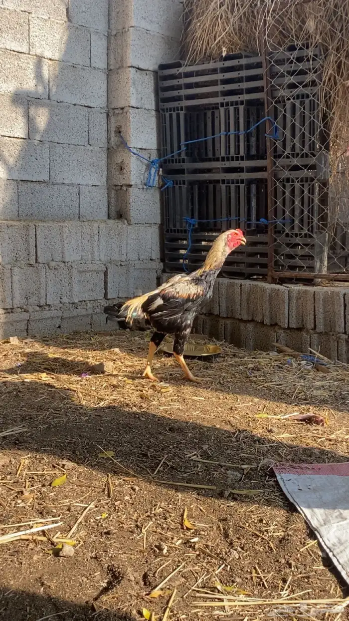 ديك باكستاني 2