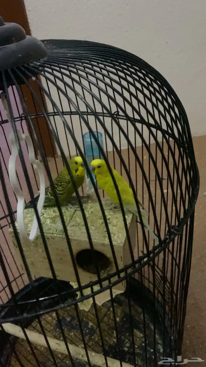 طيور بادجي 4