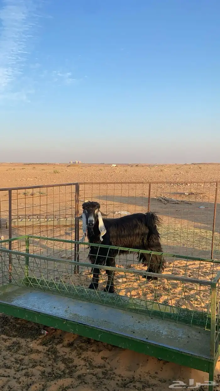 تيس جذاء مشروط فحل 5