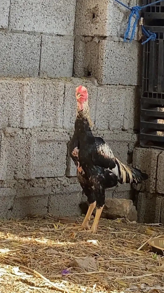 ديك باكستاني 0