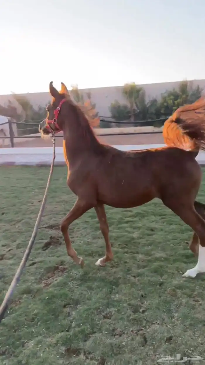 مهره واهو حفيدة اميرالد جي اوراقها جاهزه ل النقل 0