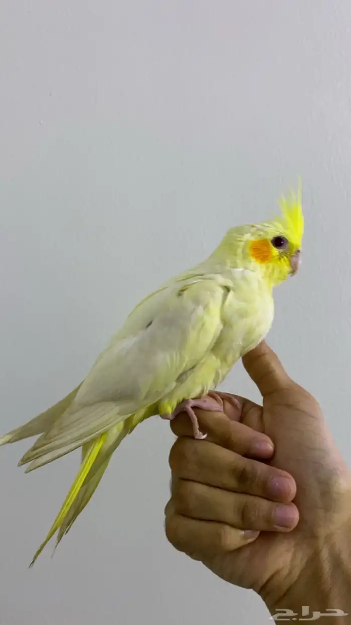 للبيع كوكتيل لوتينو أليف وجميل ما شاء الله 3