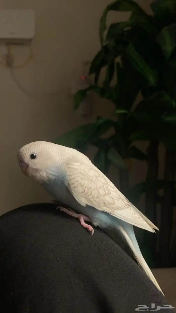 فرخ بادجي يقبل غر خارجي بشراهه شرط كل شي 1