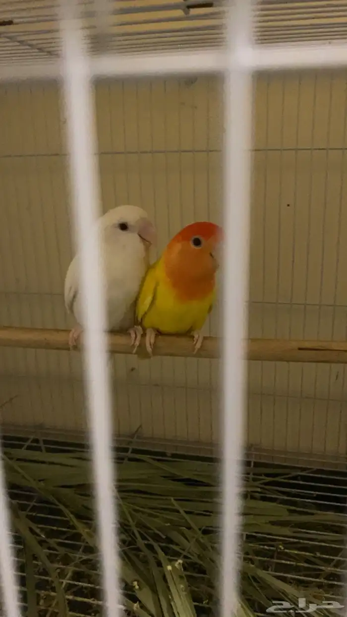 زوج روز منتج 0