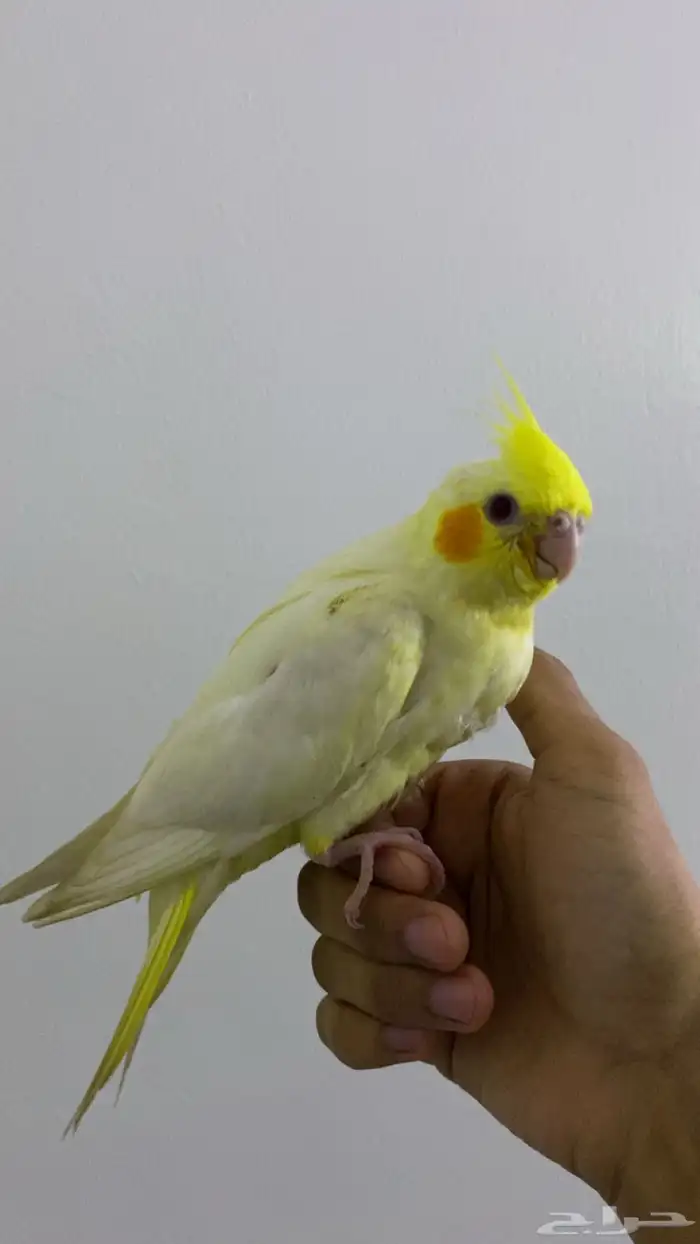 للبيع كوكتيل لوتينو أليف وجميل ما شاء الله 1