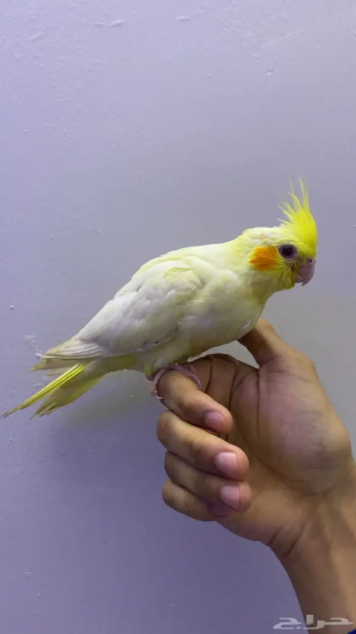 للبيع كوكتيل لوتينو أليف وجميل ما شاء الله 2