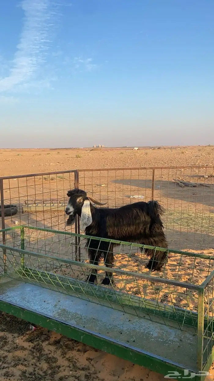 تيس جذاء مشروط فحل 1