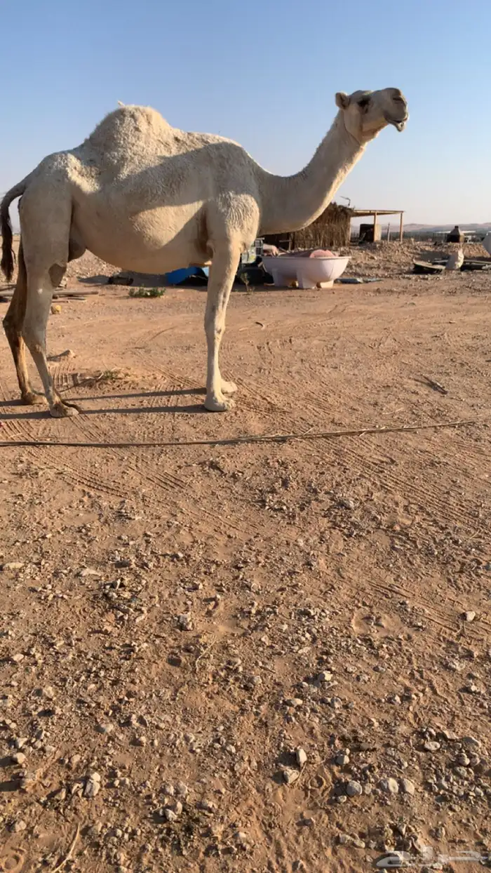 للبيع لقحة وضحاء باتلية والبيع مستعجل 0