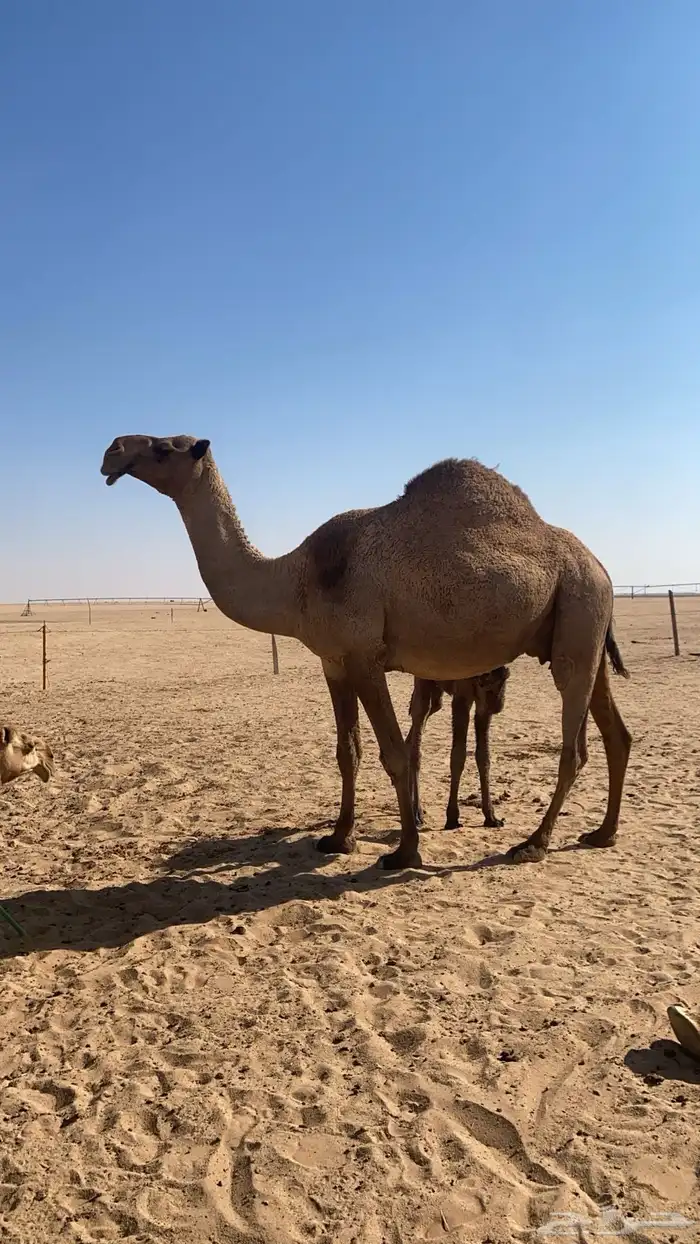 خلفه شعلا كفووو 0