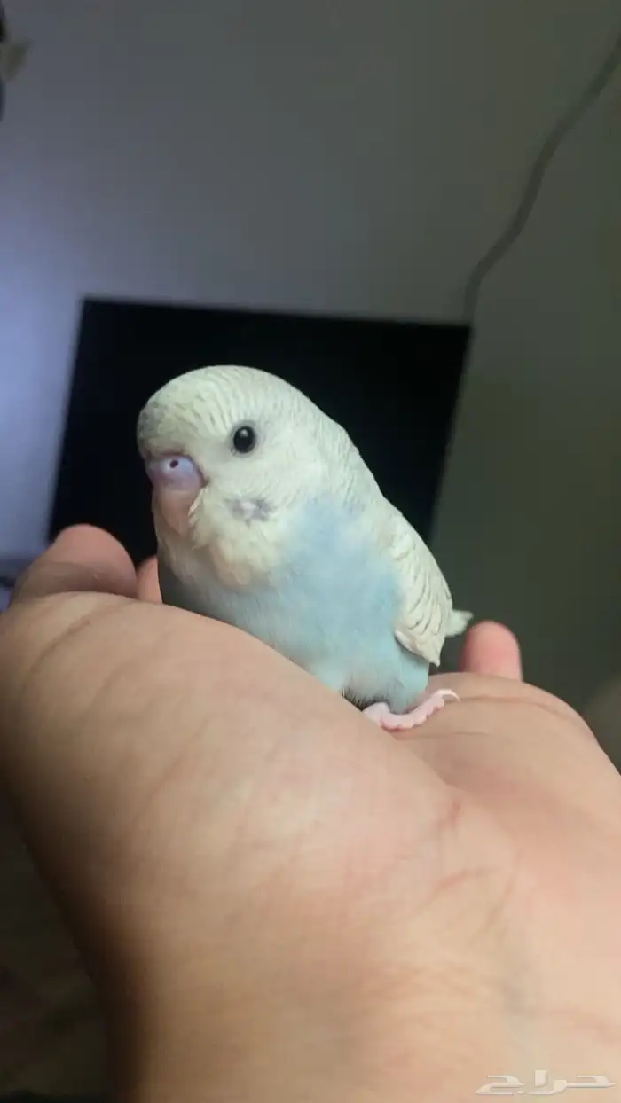 فرخ بادجي يقبل غر خارجي بشراهه شرط كل شي 0