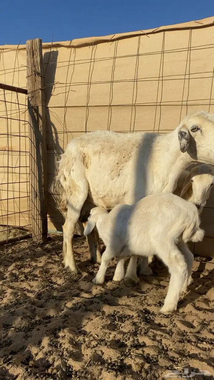 للبيع غنم خلفات 0
