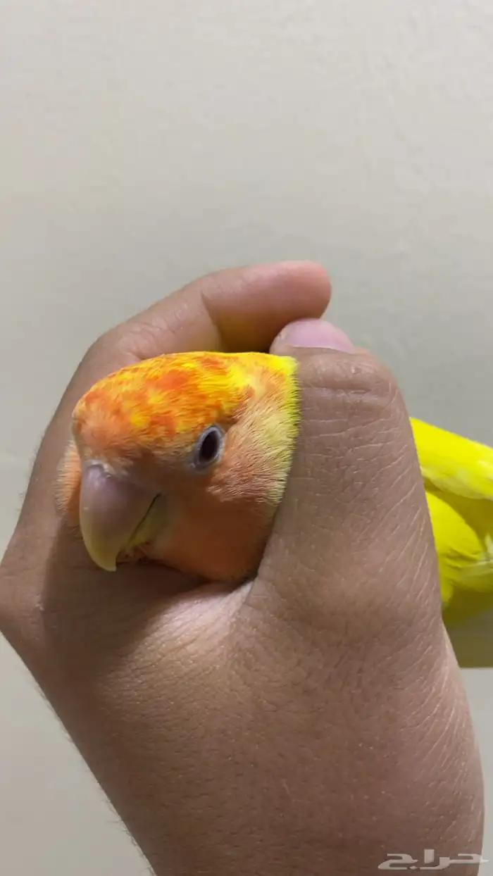 أنثى روز لاتينو منتجة طفرة 3