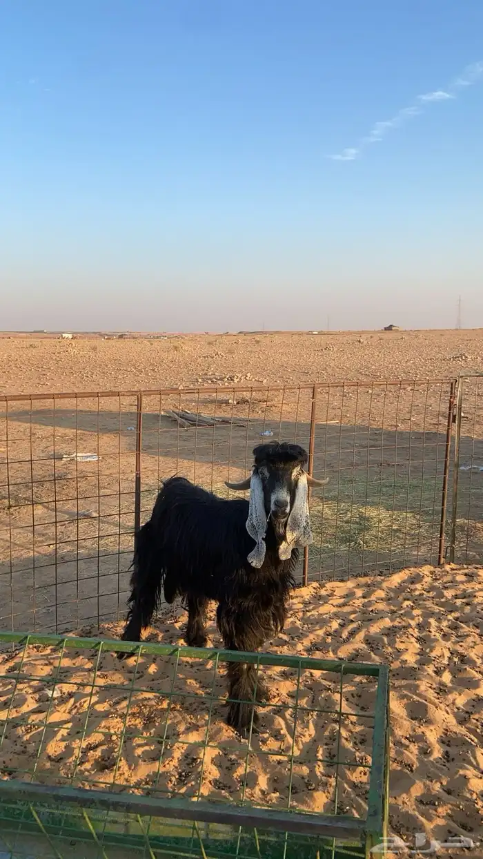 تيس جذاء مشروط فحل 4