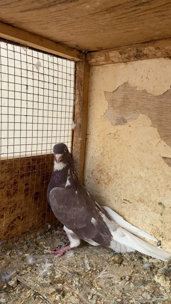 جوز قلابي قطيفي 1