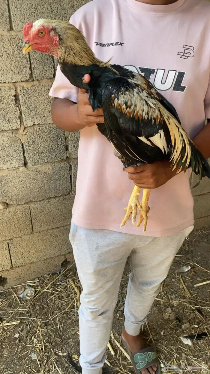 ديك باكستاني 3