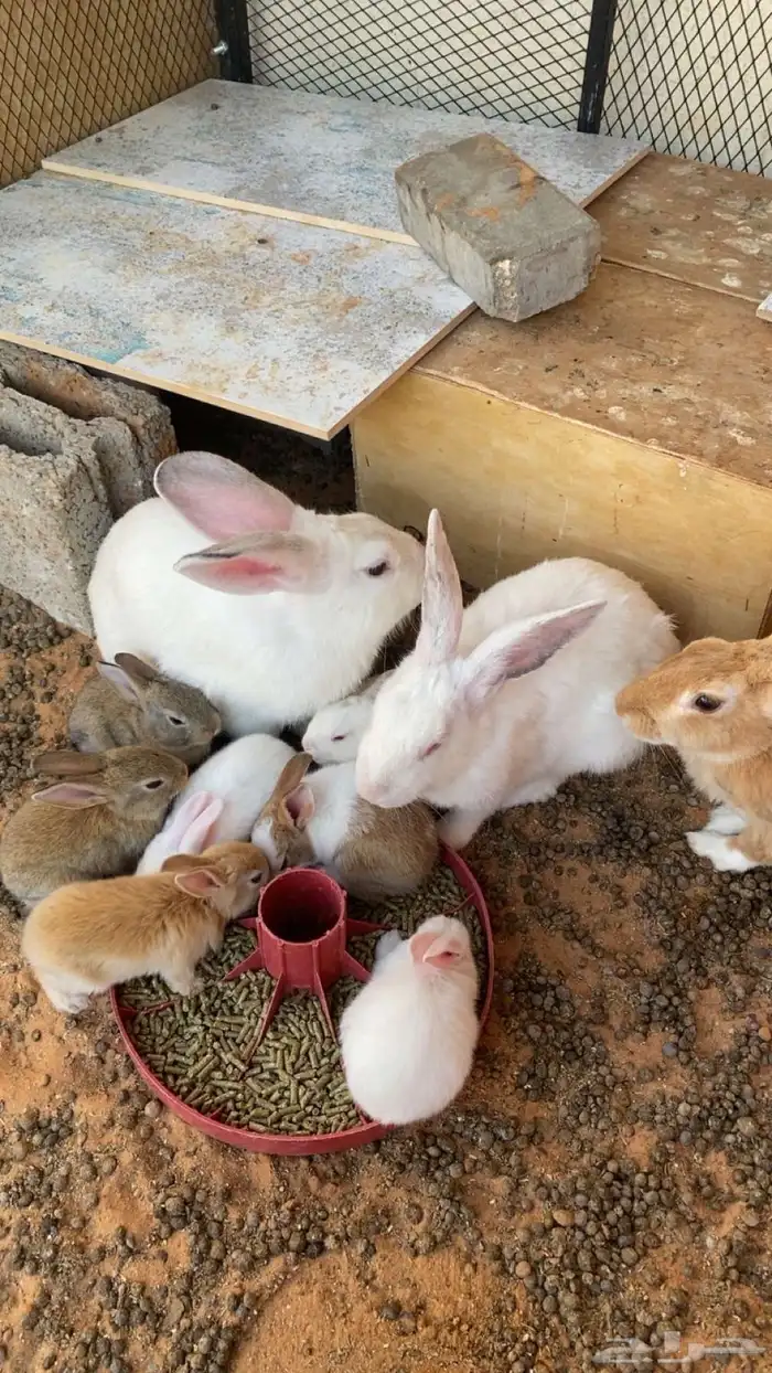 ارانب بعيالها 0