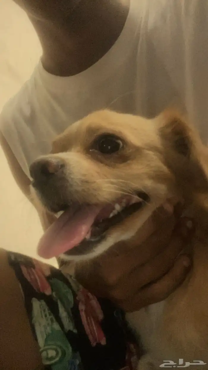 كلب شيواوا للبيع 2000 1