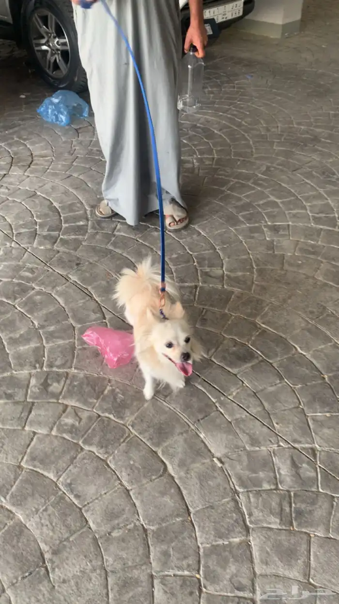 كلب بيتا هولك 1