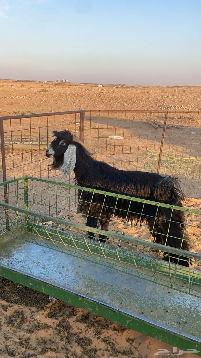 تيس جذاء مشروط فحل 3