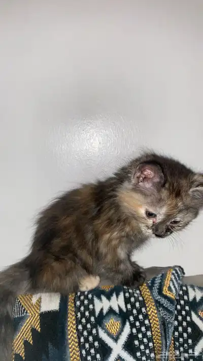 قط للتبني index