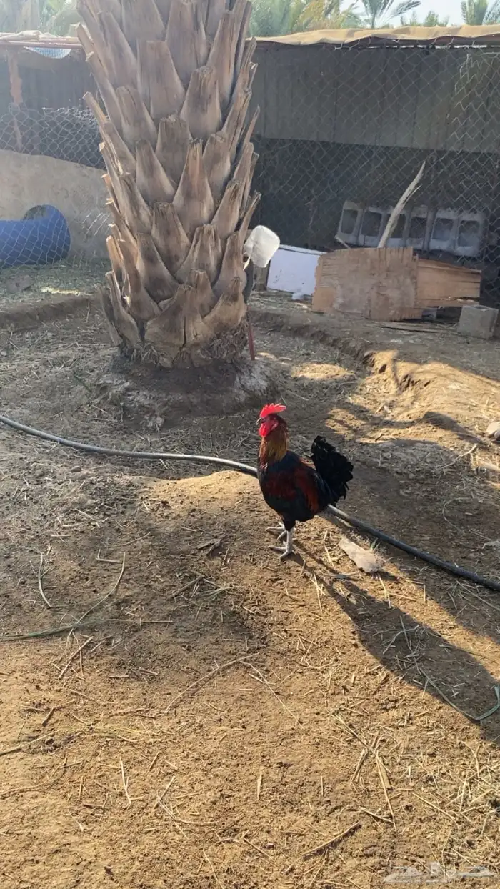 دجاج بلدي نضيف 1