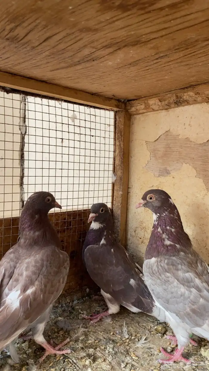 جوز قلابي قطيفي 0