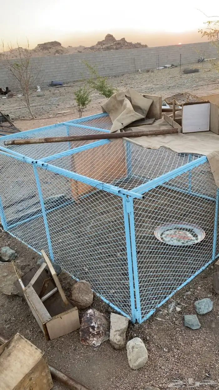 شبوك 10 درف 0