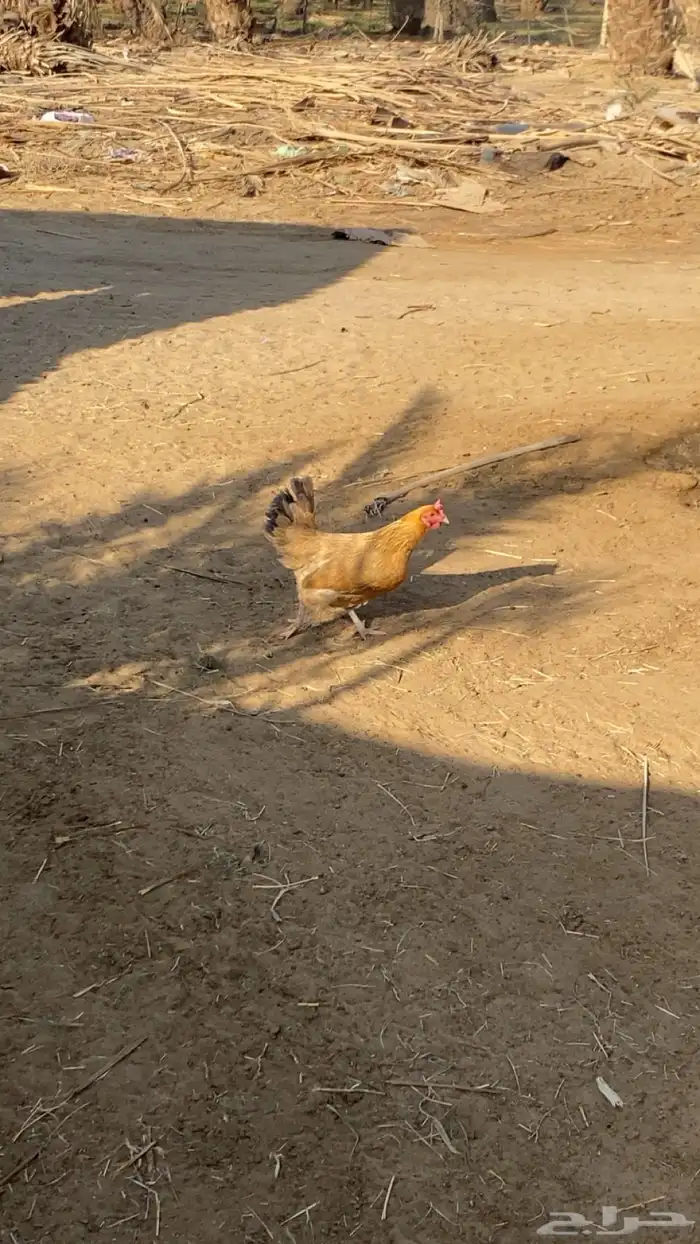 دجاج بلدي نضيف 0