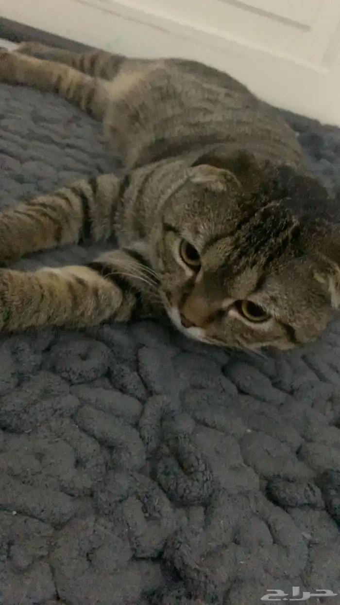 تبني قطط سكوتش فولد 1