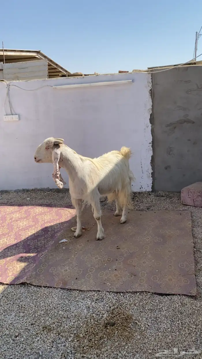 عنز مشروكه طيبه 0