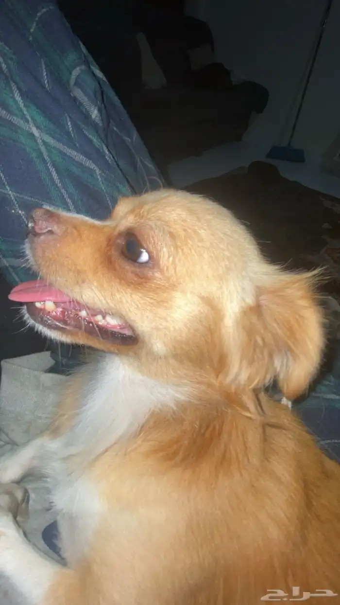 كلب شيواوا للبيع 2000 0