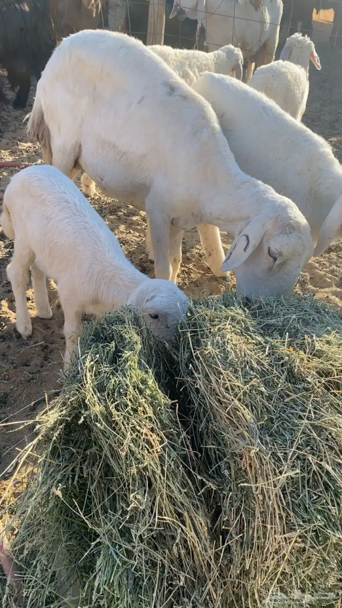 للبيع غنم خلفات 1