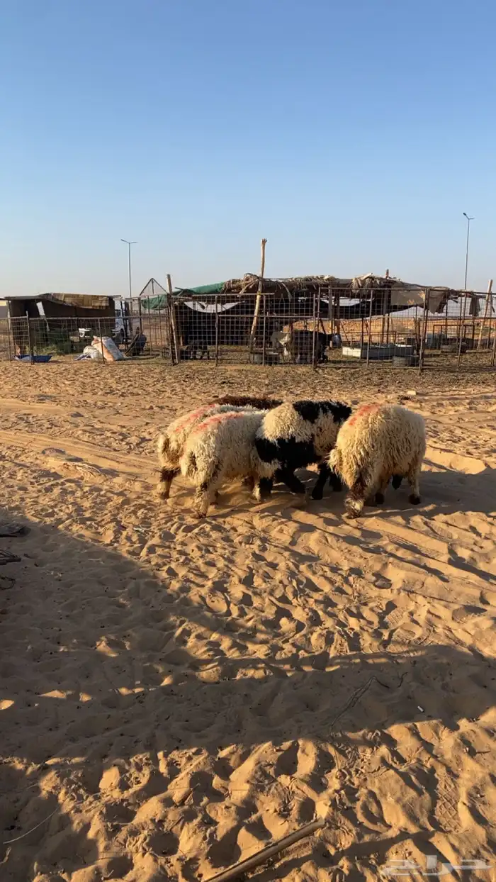 نعيم. العدد 5. وفيهن وحده رخل. الظهور مغلقه. العمر 5 ش 0