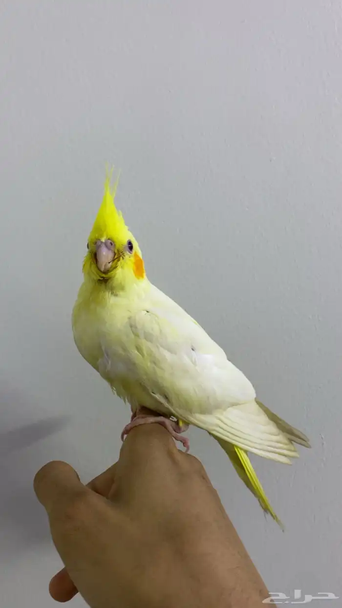 للبيع كوكتيل لوتينو أليف وجميل ما شاء الله 5