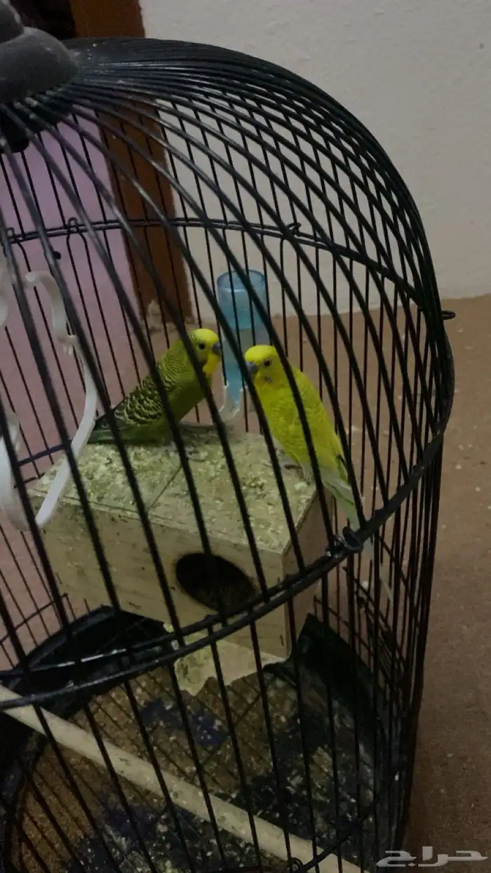 طيور بادجي 5