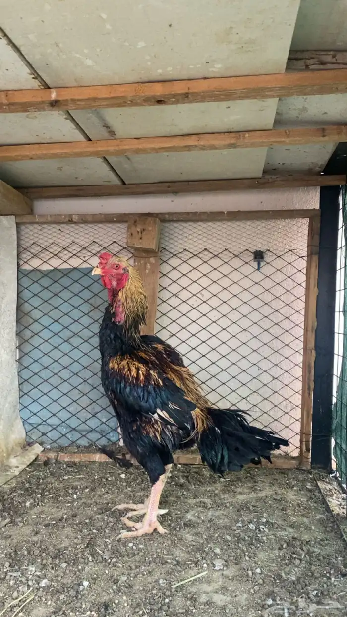 ديك باكستاني 0