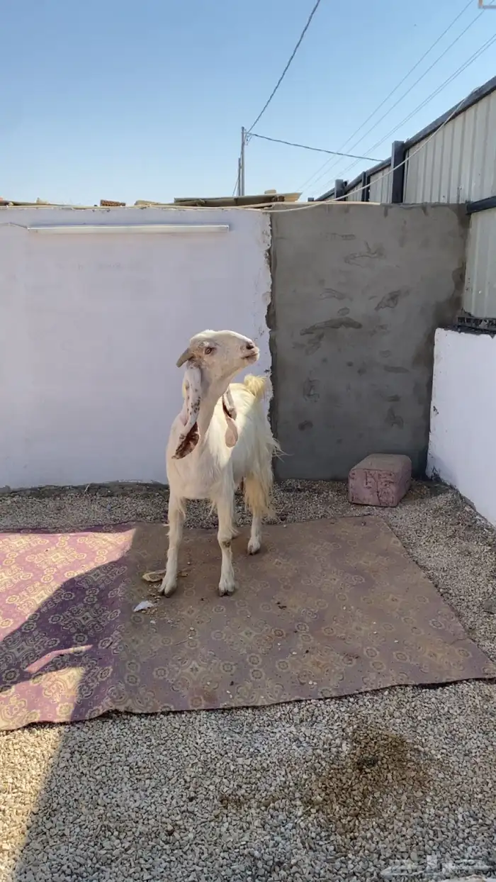 عنز مشروكه طيبه 1