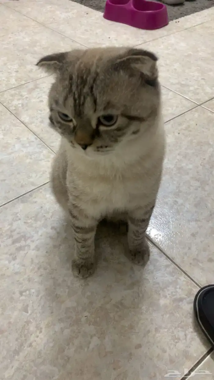 تبني قطط سكوتش فولد 0