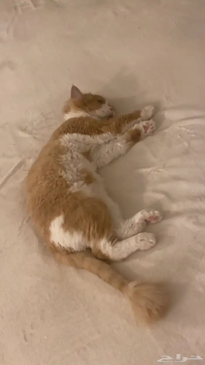 قطة شيرازي امريكي انثى للتبني 4