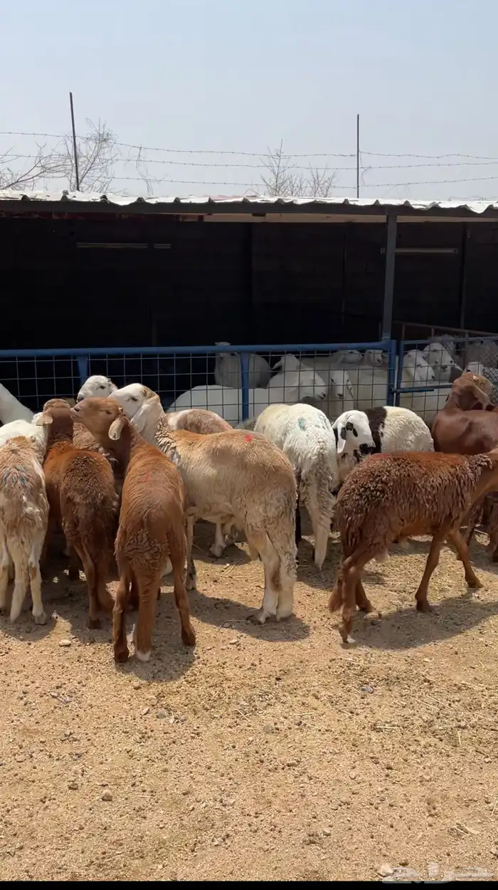 طليان ذبايح سواكن ورفيديات وحريات رقم واحد 10