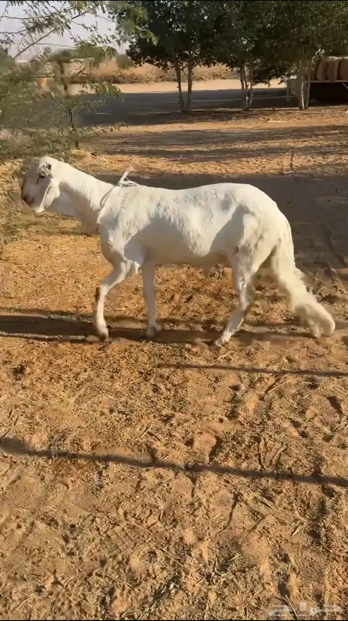خروف ساكني ابيض جذع 0