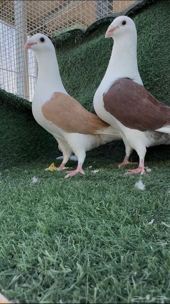 جوز مكتف فاخر 0