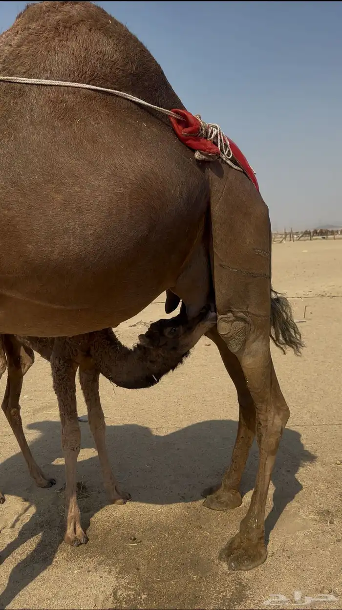 خلفه ساحليه مصغر معها بكره 0