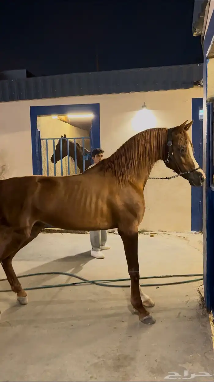 حصان عربي ورق 1