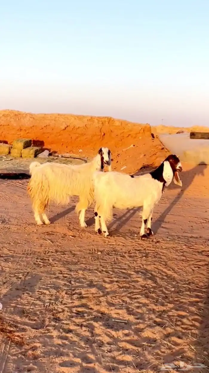 معزاء بيض جروم فاخره دفيع 0