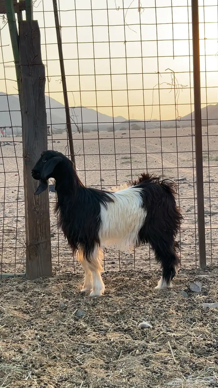 جفره للبيع 1