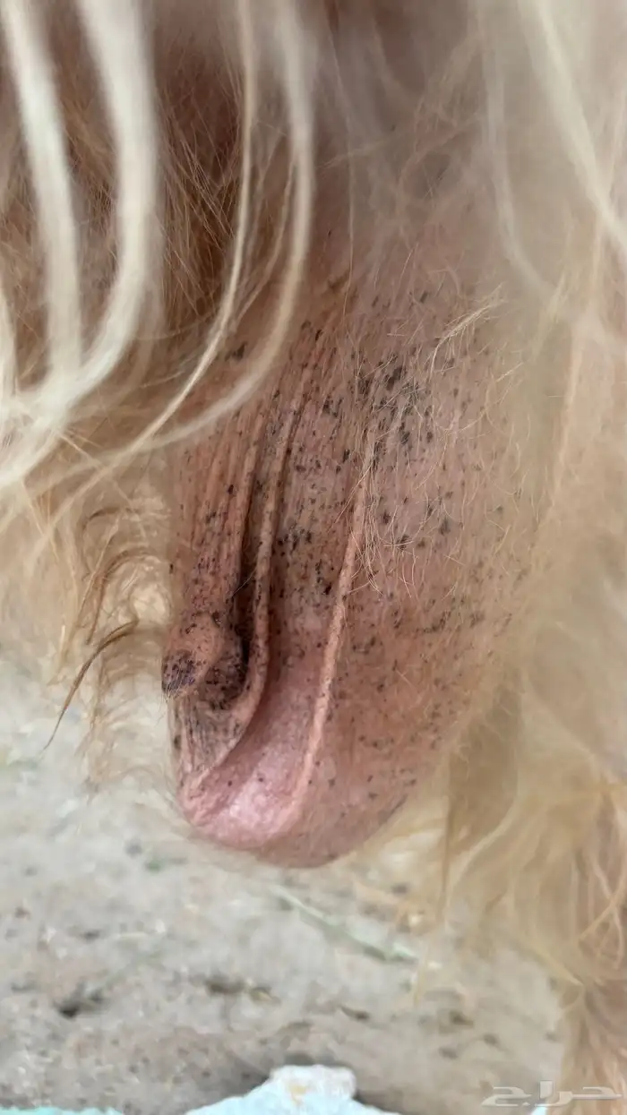 عنز مصريه فاخره والد متاومه تحتها 2 تيوس 7