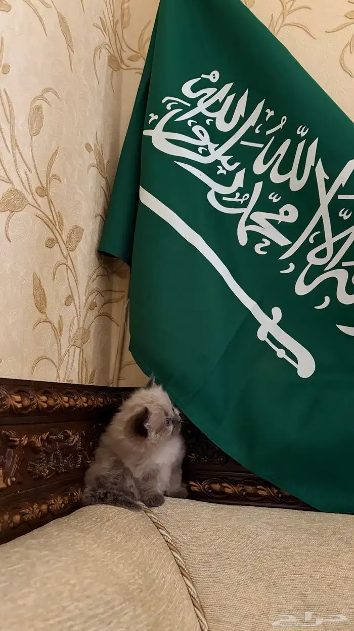 هجين سكوتش وهملايا 17