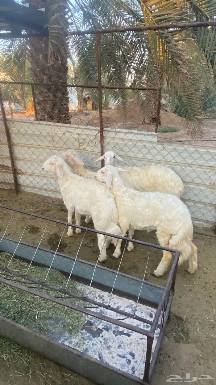 خرفان ورخال صفر (تم البيع) 4